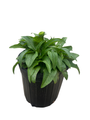 Sombrero Lemon Yellow Coneflower - Echinacea - Perennial - Gallon Pot