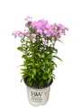 Opening Act Blush Hybrid Phlox - Proven Winners - Gallon Pot