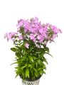 Opening Act Blush Hybrid Phlox - Proven Winners - Gallon Pot