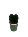 Dark Splash Heart Hoya - Waxplant - Hoya kerri -2" Pot