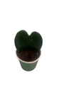 Dark Splash Heart Hoya - Waxplant - Hoya kerri -2" Pot