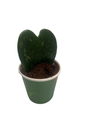 Dark Splash Heart Hoya - Waxplant - Hoya kerri -2" Pot