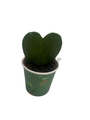 Dark Splash Heart Hoya - Waxplant - Hoya kerri -2" Pot