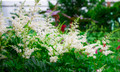 Visions in White Astilbe - Shade Perennial - Gallon Pot