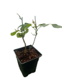 Climbing Don Juan Rose - Fragrant Deep Red Blooms - 4" Pot