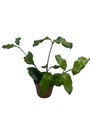 Hoya Villosa - Globulosa - Live Plant - Textured Leaves - 4" Pot