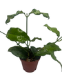 Hoya Villosa - Globulosa - Live Plant - Textured Leaves - 4" Pot