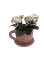 Pink Ceramic Teacup with Surprise Miniature African Violet - 2.5" Pot
