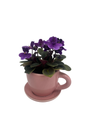 Pink Ceramic Teacup with Surprise Miniature African Violet - 2.5" Pot