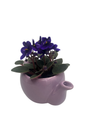 Purple Ceramic Teapot with Surprise Miniature African Violet - 2.5" Pot