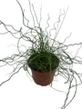 Curls of Love Plant - Juncus effusus Spiralis - 6" Pot - Grow Indoors/Out