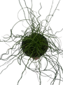 Curls of Love Plant - Juncus effusus Spiralis - 6" Pot - Grow Indoors/Out