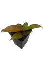 Rare Cherry Red Philodendron - Collector's Series - 2.5" Pot