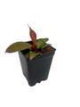 Rare Cherry Red Philodendron - Collector's Series - 2.5" Pot