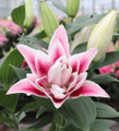 Nowa Oriental Lily Double Flowering 'Roselily™ -  Quart Pot