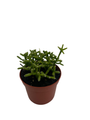 Palo Verde Mistletoe Cactus Plant - Rhipsalis - 2.5" Pot