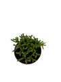 Palo Verde Mistletoe Cactus Plant - Rhipsalis - 2.5" Pot