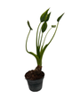 Tiny Dancers Alocasia Plant - Elephant Ear - 4" Pot