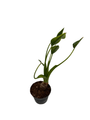 Tiny Dancers Alocasia Plant - Elephant Ear - 4" Pot