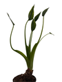 Tiny Dancers Alocasia Plant - Elephant Ear - 4" Pot