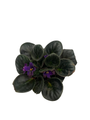 Saintpaulia Comanche - Miniature African Violet - 2.5" Pot - Violet Collector's Series