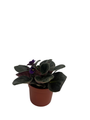 Saintpaulia Comanche - Miniature African Violet - 2.5" Pot - Violet Collector's Series