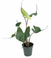 Rare Stingray Plant - 6" Pot - Elephant Ears - Alocasia - Indoors or Out