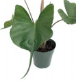 Rare Stingray Plant - 6" Pot - Elephant Ears - Alocasia - Indoors or Out