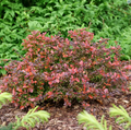 Sunjoy Really Red® Barberry - 4" pot - Berberis thunbergii