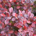 Sunjoy Really Red® Barberry - 4" pot - Berberis thunbergii