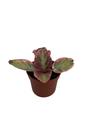 Pink Brocade Flame Violet - Episcia - 2.5" Pot