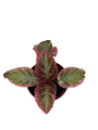 Pink Brocade Flame Violet - Episcia - 2.5" Pot
