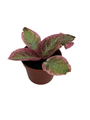 Pink Brocade Flame Violet - Episcia - 2.5" Pot