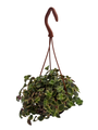 Calico Kitten Succulent Plant - Crassula pellucida variegata - 4" Mini Hanging Basket