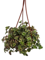 Calico Kitten Succulent Plant - Crassula pellucida variegata - 4" Mini Hanging Basket