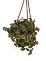 Calico Kitten Succulent Plant - Crassula pellucida variegata - 4" Mini Hanging Basket