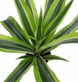Gold Star Madagascar Dragon Tree - Dracaena - 4" Pot