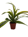 Gold Star Madagascar Dragon Tree - Dracaena - 4" Pot