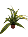 Gold Star Madagascar Dragon Tree - Dracaena - 4" Pot