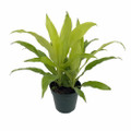 Limelight Madagascar Dragon Tree - 6" Pot - Dracaena