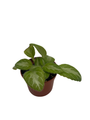 JV Menagerie Asian Violet - Primulina - 2.5" Pot - Blooming House Plant