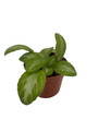 JV Menagerie Asian Violet - Primulina - 2.5" Pot - Blooming House Plant