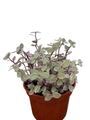 Pink Lady Turtle Vine - Callisia Repens - 4" Pot