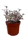 Pink Lady Turtle Vine - Callisia Repens - 4" Pot