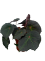Boyfriend Begonia Plant - 4" Pot - Terrarium/Fairy Garden/Houseplant/Bonsai