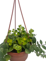 Thai Pink Lipstick Plant - 6" Hanging Basket - Aeschynanthus