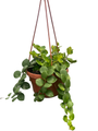 Thai Pink Lipstick Plant - 6" Hanging Basket - Aeschynanthus
