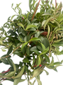 Big Apple Lipstick Plant - 6" Hanging Basket - Aeschynanthus radicans