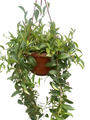 Big Apple Lipstick Plant - 6" Hanging Basket - Aeschynanthus radicans