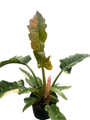 Rare and Vibrant! Ring of Fire Philodendron - 6" Pot